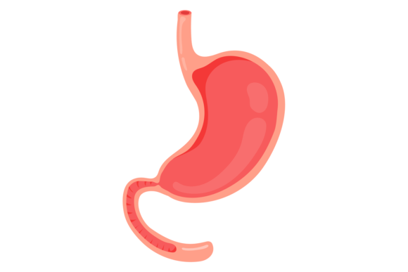 Empty Stomach Cartoon Human Organ: Medic Graphics